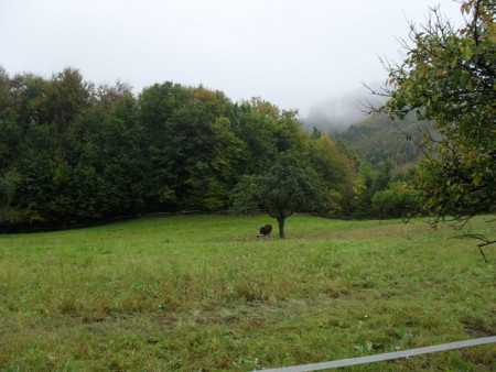 Je to milá kravička? 