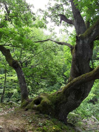 V ríši kamenia a stromov